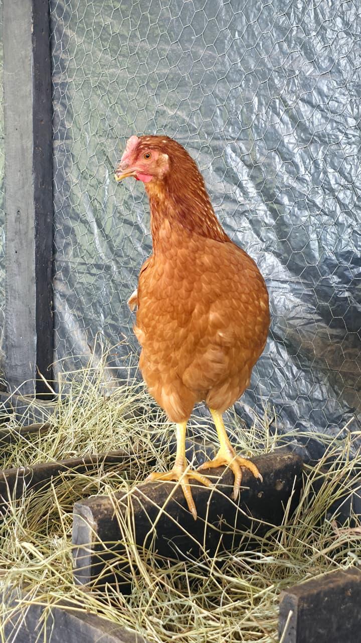 Gallina ISA Brown de Huevos Villa Marina