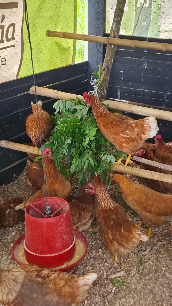 Gallinas de Villa Marina comiendo forraje verde recién cortado