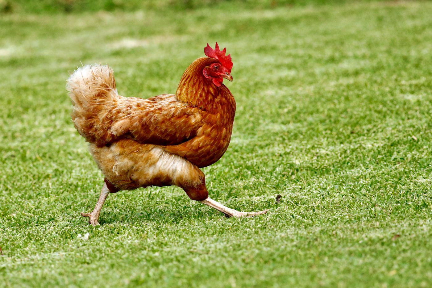 Gallinas ISA Brown