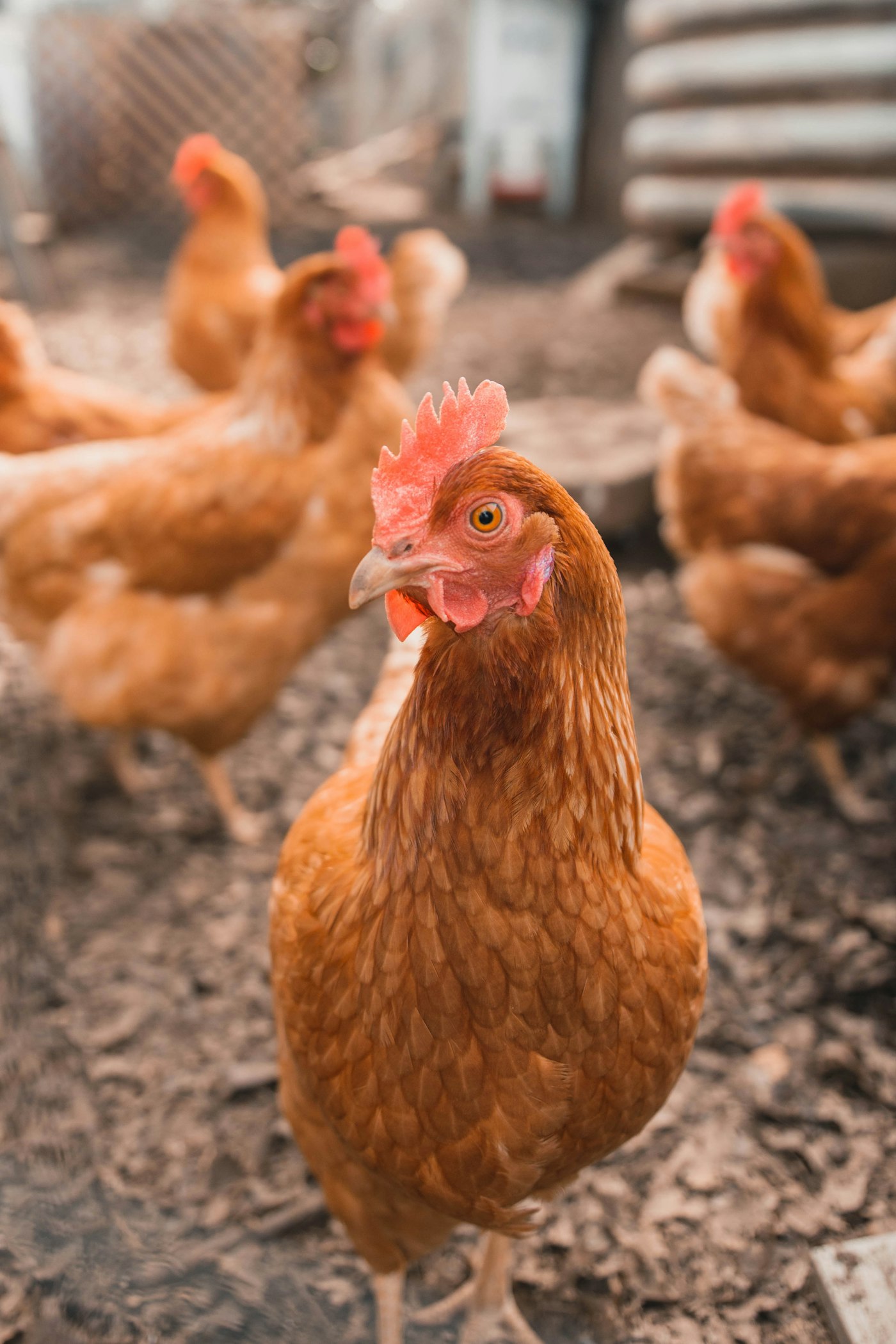 Gallinas ISA Brown de Villa Marina