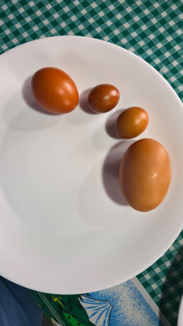 Comparación de tamaños de huevos de Villa Marina en un plato